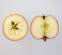 Freiherr von Berlepsch æble